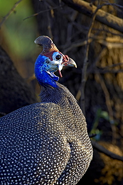 Helmeted guineafowl (Numida meleagris), Pilanesberg National Park, South Africa, Africa