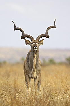Male greater kudu (Tragelaphus strepsiceros), Kruger National Park, South Africa, Africa