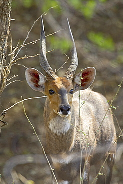 Male bushbuck (Tragelaphus scriptus), Kruger National Park, South Africa, Africa