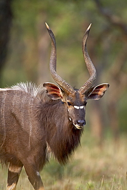 Male nyala (Tragelaphus angasii), Imfolozi Game Reserve, South Africa, Africa