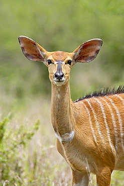 Female nyala (Tragelaphus angasii), Hluhluwe Game Reserve, South Africa, Africa