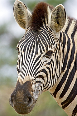 Chapman•À?s zebra (plains zebra) (Equus burchelli antiquorum), Hluhluwe Game Reserve, South Africa, Africa