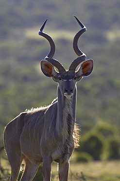 Male greater kudu (Tragelaphus strepsiceros), Addo Elephant National Park, South Africa, Africa