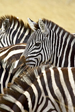 Common zebra or Burchell's zebra (Equus burchelli), Masai Mara National Reserve, Kenya, East Africa, Africa