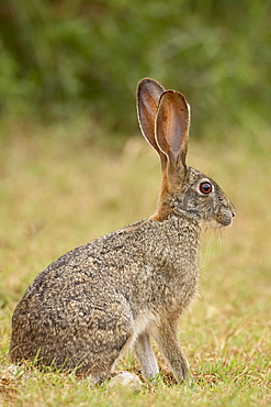 African hare (Cape hare) (brown hare) (Lepus capensis), Addo Elephant National Park, South Africa, Africa