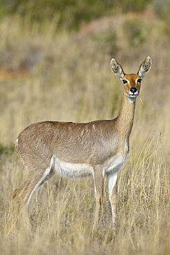 Female mountain reedbuck (Redunca fulvorufula), Mountain Zebra National Park, South Africa, Africa