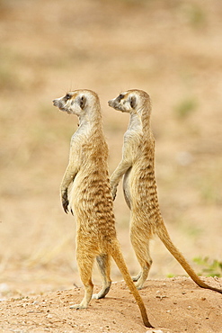 Two meerkat or suricate (Suricata suricatta), Kgalagadi Transfrontier Park, encompassing the former Kalahari Gemsbok National Park, South Africa, Africa