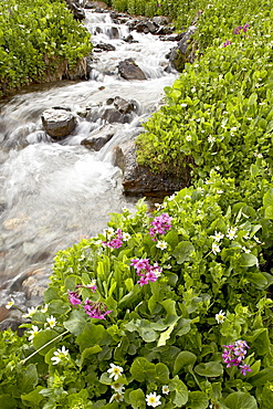 Stream through marsh marigold or elk's lip (Caltha leptosepala) and Parry's primrose (Primula parryi), American Basin, Colorado, United States of America, North America