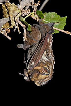 Hoary bat (Lasiurus cinereus) perched, near Portal, Arizona, United States of America, North America