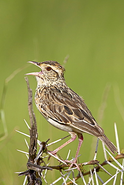 Fawn-coloured lark (Mirafra africanoides) singing, Serengeti National Park, Tanzania, East Africa, Africa