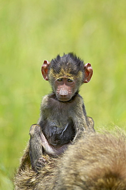 Olive baboon (Papio cynocephalus anubis) infant riding on its mother's back, Serengeti National Park, Tanzania, East Africa, Africa