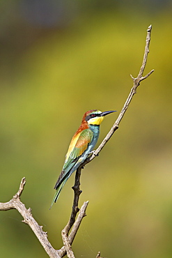 European bee-eater (golden-backed bee-eater) (Merops apiaster), Pilanesberg National Park, South Africa, Africa