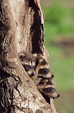 Raccoons (Racoons) (Procyon lotor), 41 day old young in captivity, Sandstone, Minnesota, United States of America, North America