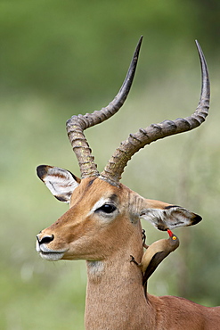 Impala (Aepyceros melampus) with a red-billed oxpecker (Buphagus erythrorhynchus) cleaning its ear, Kruger National Park, South Africa, Africa