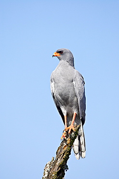 Pale chanting goshawk (Melierax canorus), Addo Elephant National Park, South Africa, Africa