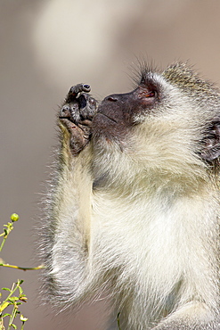 Vervet monkey (Chlorocebus aethiops), Kruger National Park, South Africa, Africa