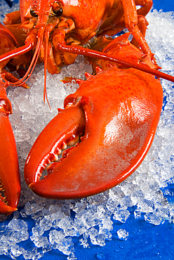 Lobster (Homarus Americanus) on ice bed, Florence, Tuscany, Italy, Europe