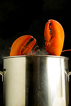 Lobster (Homarus americanus) boiling in a steel pot, Florence, Tuscany, Italy, Europe