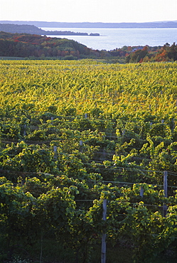 Vineyards near Traverse City, Michigan, United States of America, North America