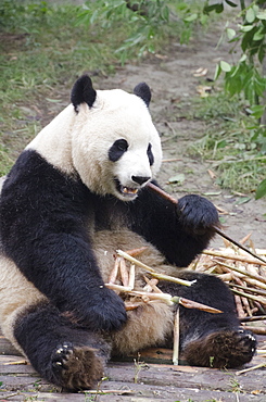 Chengdu Research Base of Giant Panda Breeding, Chengdu, Sichuan Province, China, Asia