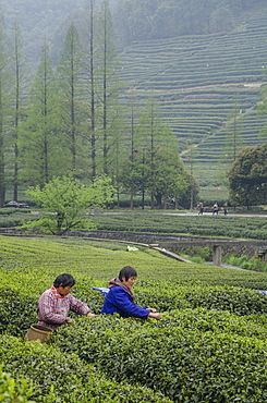 Dragon Well Green Tea Plantation near Hangzhou, Zhejiang province, China, Asia