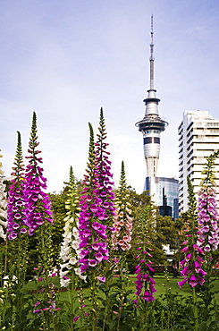 Albert Park, Auckland, North Island, New Zealand, Pacific