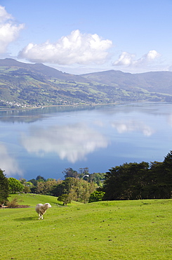 Otago Harbour, Otago Peninsula, Otago, South Island, New Zealand, Pacific