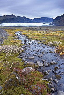 Vegetation at foot of retreating Skaftafellsjokull glacier, Skaftarell National Park, Iceland, Polar Regions