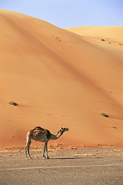 Camel in the desert, Wahiba Sands, Sharqiyah region, Oman, Middle East