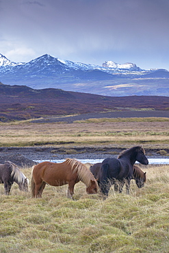 Icelandic horses near Snorrastadir, snow-covered peaks of Ljosufjoll behind, Snaefellsnes Peninsula, West Iceland, Iceland, Polar Regions