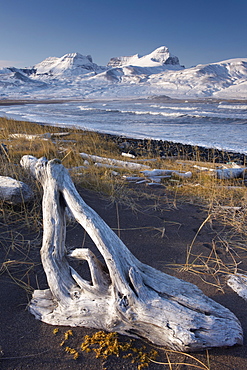 Driftwood on shores of Borgarfjordur Eystri fjord, Mount Dyrfjoll (Door mountain), 1136m, in background, East Fjords, Iceland, Polar Regions