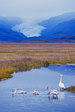 Whooper swans (Cygnus cygnus) family, Hoffelsjokull glacier in background, north of Hofn, East Fjords region (Austurland), Iceland, Polar Regions