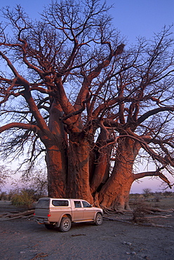 Chapman's Baobab, claimed to be the largest tree in Africa at 25 metres around, camped under and measured by early explorers Chapman, Baines, Livingstone and others. Makgadikgadi Pans National Park, Botswana, Africa