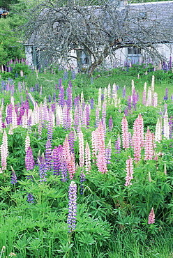 Lupins in an old garden, Aviemore, Grampians, Scotland, United Kingdom, Europe