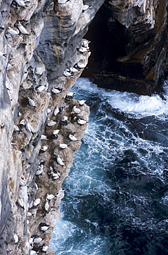 Gannets nesting on cliffs of Noss National Nature Reserve, (home to 10000 birds in summer), Noss, Shetland Islands, Scotland, United Kingdom, Europe