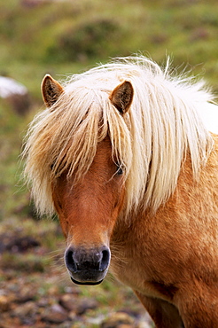 Shetland pony, Shetland Islands, Scotland, United Kingdom, Europe