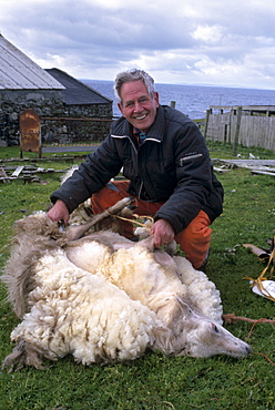 Sheep shearing time, in August, on Whalsay, Shetland Islands, Scotland, United Kingdom, Europe