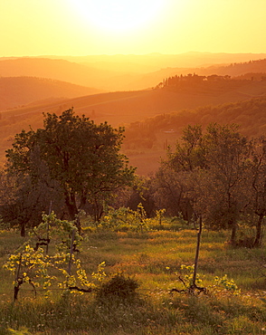 Sunset over vineyards near Panzano in Chianti, Chianti, Tuscany, Italy, Europe