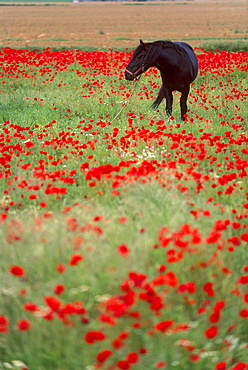 Black horse in a poppy field, Chianti, Tuscany, Italy, Europe