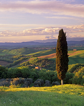 Cypress tree and countryside near Val d'Asso, Tuscany, Italy, Europe