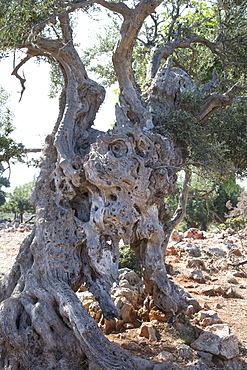 Olive tree, Crete, Greek Islands, Greece, Europe