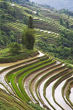 Terraced rice fields, Yuanyang. Yunnan Province, China, Asia