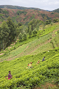 Village of Masango, Cibitoke Province, Burundi, Africa