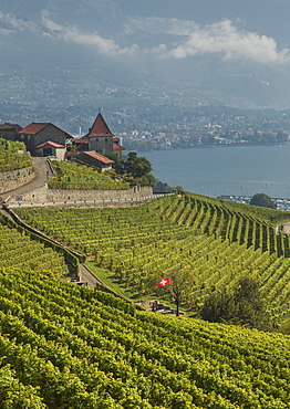 Lavaux terraced vineyards on Lake Geneva, Montreux, Canton Vaud, Switzerland, Europe