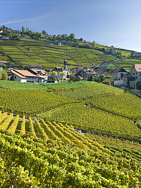 Lavaux terraced vineyards on Lake Geneva, Montreux, Canton Vaud, Switzerland, Europe