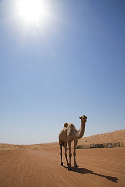 Camel in the desert, Wahiba, Oman, Middle East