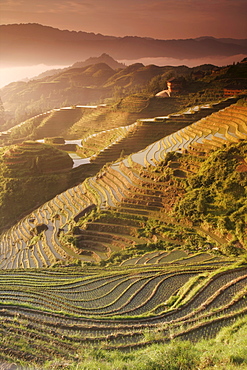 June sunrise, Longsheng terraced ricefields, Guangxi Province, China, Asia