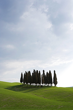 Cypresses in corn field near San Quirico, Val D'Orcia, Tuscany, Italy, Europe