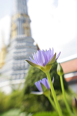 Waterlily, Wat Phra Kaew, Bangkok, Thailand, Southeast Asia, Asia