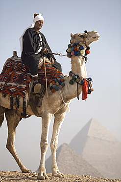 A Bedouin guide on camel-back overlooking the Pyramids of Giza, UNESCO World Heritage Site, Cairo, Egypt, North Africa, Africa